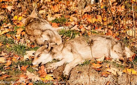 10 best Sleeping wolf pup images on Pinterest | Animal babies, Baby ...