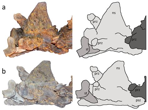 Evidence for the Cretaceous shark Cretoxyrhina mantelli feeding on the pterosaur Pteranodon from ...