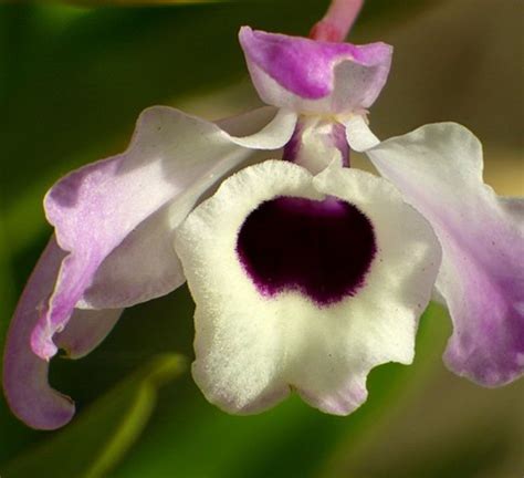 Dendrobium Orchids and Their Use in Medicine | Mütter Museum