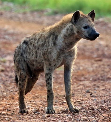 Spotted hyena - Wikiwand