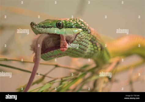 Baron's green racer snake feeding Stock Photo - Alamy