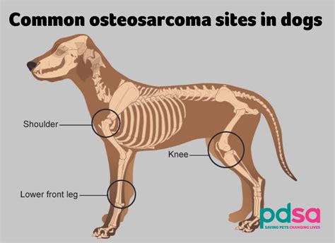 Signs Of Bone Cancer In A Dog - Gegu Pet