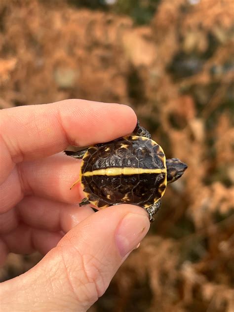 Baby Florida Box Turtles For Sale | American Reptile Distributors