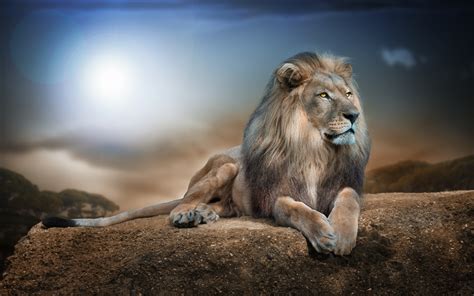 Regal Lion HD Wallpaper