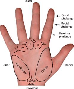 Figure 4 from Friction Ridge Skin : Morphogenesis and Overview Anatomy ...