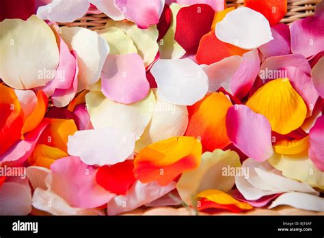 Colorful flower petals Stock Photo - Alamy