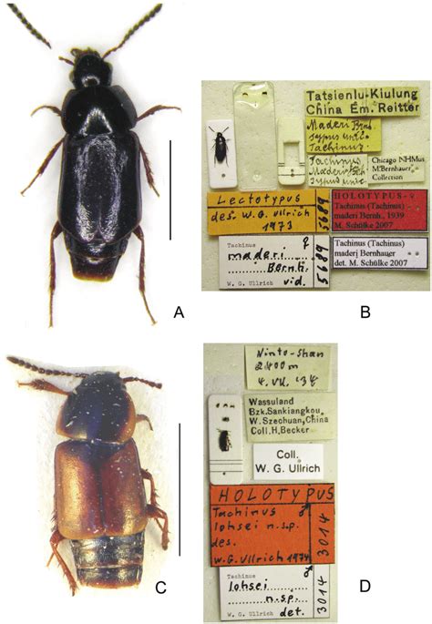 Habitus and labels. A Tachinus maderi, female holotype, habitus B T.... | Download Scientific ...