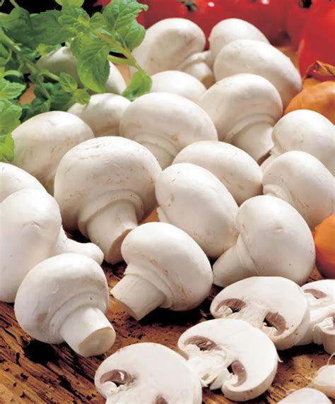 White Button Mushroom (champignons) Growing Guide Beginners