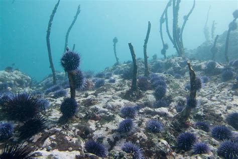 Millions of purple sea urchins put U.S. West Coast ecosystem in disarray - National | Globalnews.ca