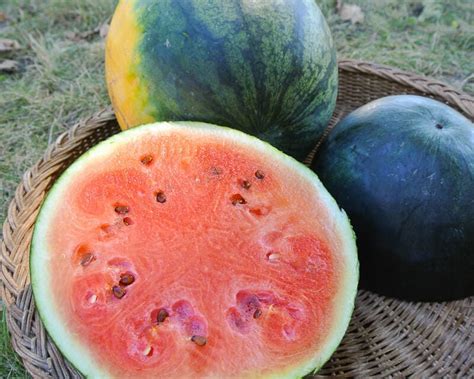 Watermelon, Katanya (Organic) - Adaptive Seeds