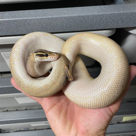 GHI Fire Freeway Pos Het Ghost Ball Python by Devon Lloyd Exotics - MorphMarket