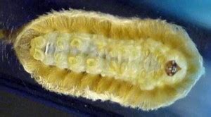 Do not touch this Fuzzy Caterpillar! Tis the Season Folks!