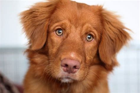 Can A Nova Scotia Duck Tolling Retriever Live In India