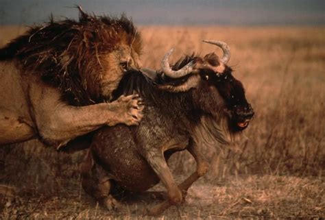 A male lion downs a wildebeest, its eyes bulging in terror, on a parched savanna in the ...