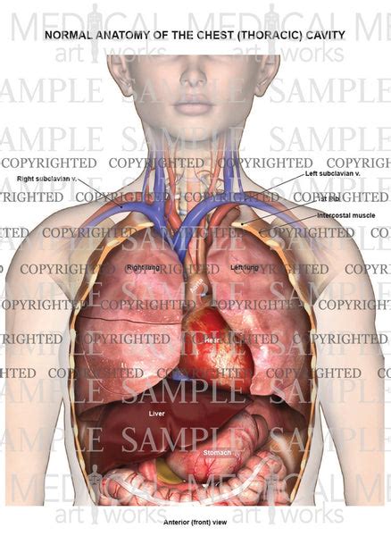 Normal female anatomy of the chest (thoracic) cavity and lungs — Medical Art Works