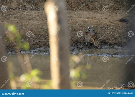 Leopards in the Yala National Park of Sri Lanka Stock Image - Image of ...