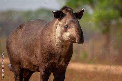 giant brazilian tapir Stock Photo | Adobe Stock