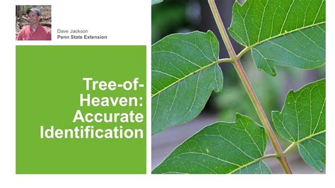 Tree-of-Heaven: Accurate Identification - YouTube