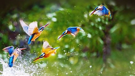 Bird Desktop Wallpapers - Top Free Bird Desktop Backgrounds ...