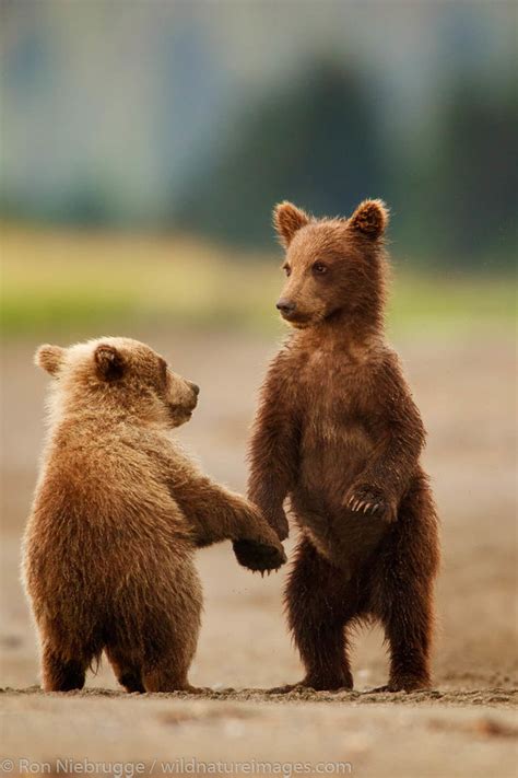 Bear Cubs Playing | Ron Niebrugge Photography