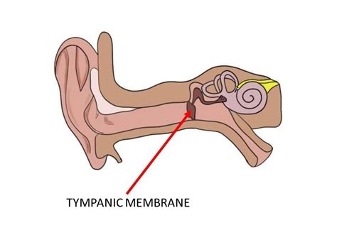 Tympanic membrane - definition — Neuroscientifically Challenged