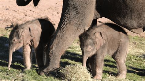 Mother's determination: Elephant saves child ѕtᴜсk in mud