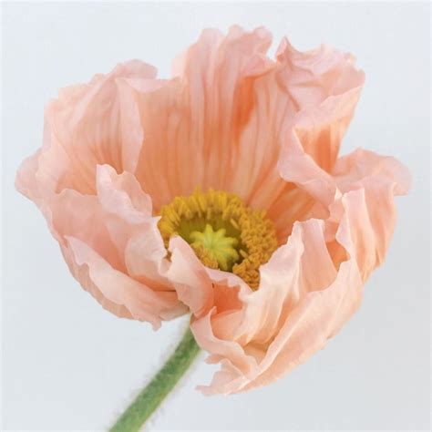 August Birth Flower Poppy References - Flower Update