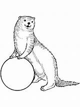 Otter coloring Pages  SeaColoring sketch template