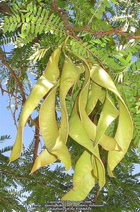 PlantFiles Pictures: Thornless Honeylocust (Gleditsia triacanthos var. inermis) by Xenomorf ...