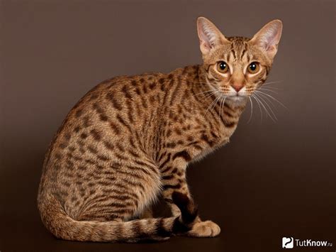 Pin on Ocicat wallpaper