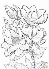 Campbells Magnolia Coloring Page  Free Printable Pages sketch template