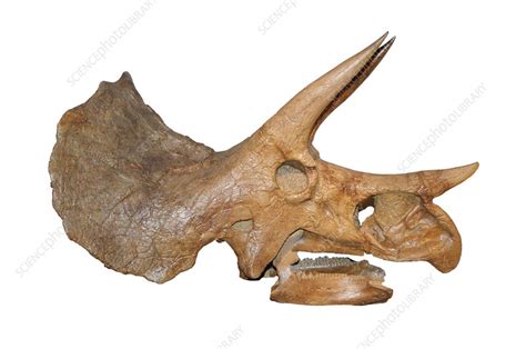 Triceratops Skull - Stock Image - C009/2893 - Science Photo Library