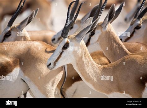 Springbok,Wildlife in Etosha National Park, Namibia Africa Stock Photo - Alamy