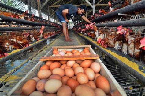 Peternak Ayam Rakyat Merasa Dimarjinalkan