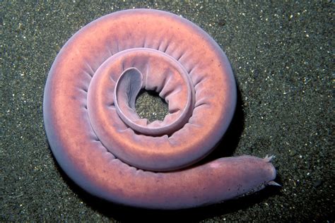 Hagfish Eating Whale Carcass