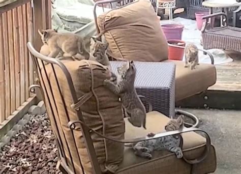 Bobcat Family Moves Into Texas Couple’s Backyard