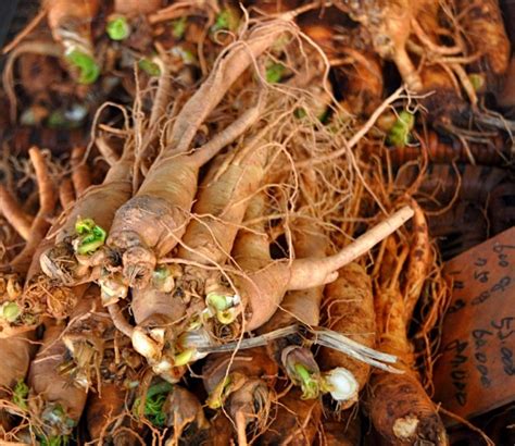 Ginseng Harvesting. Ginseng; miracle plant? Fact or fiction? | HeySmokies