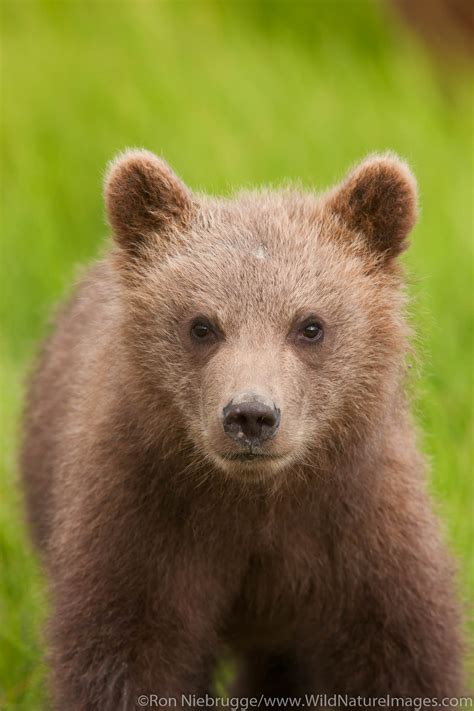 Brown Bear Cub | Lake Clark National Park, Alaska. | Photos by Ron ...