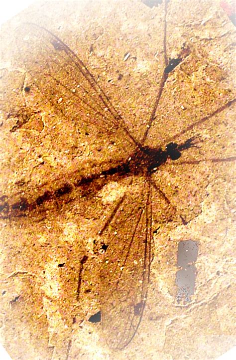 Today is Fossil Friday and who doesn't love Dragonflies?! It is the ...