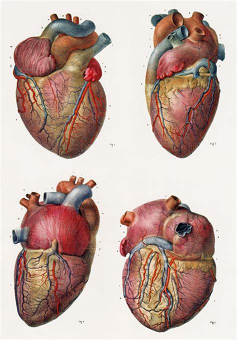 Anatomy Heart Drawing - Printable Find A Word