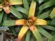 12 Different Bromeliad Types to Grow Indoors | Bromeliad Varieties