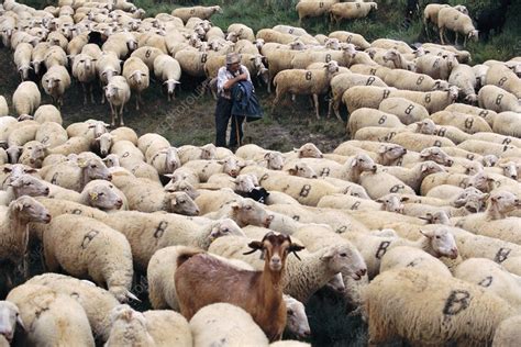 Herd of sheep - Stock Image - E764/0723 - Science Photo Library