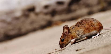 How to Control Vermin in Multi-Family Rental Properties - Ways2GoGreen