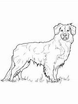 Newfoundland Dog Coloring Page At GetColoringscom  Free Printable sketch template