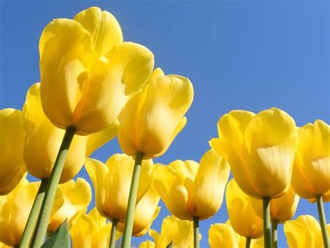 Câu chuyện về hoa tulip và ý nghĩa của hoa tulip theo màu sắc