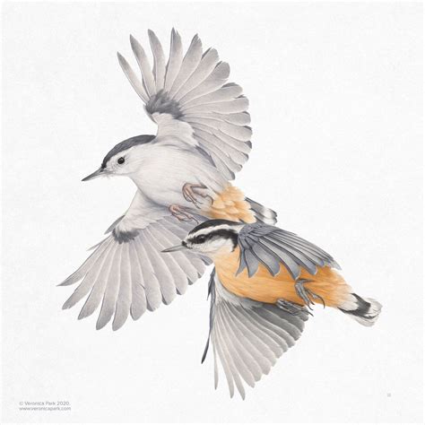 Nuthatches! | Bird illustration print, Nuthatch, Watercolor bird