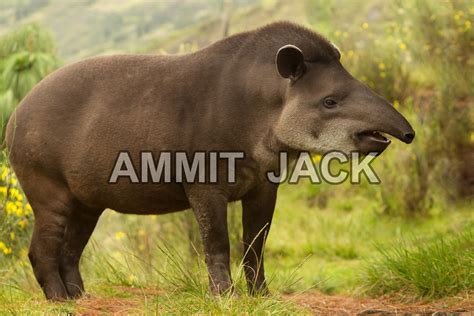 Female tapir | Adult female mountain tapir in the wood. Shot… | Flickr