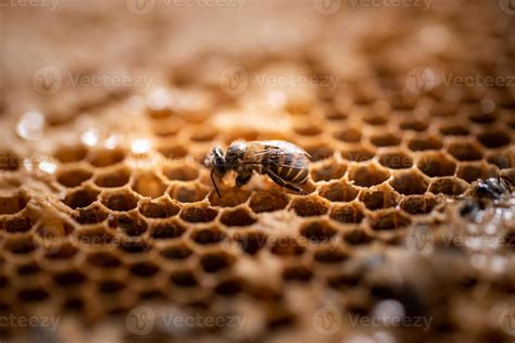 Worker bee in its hive in the wild 3015803 Stock Photo at Vecteezy