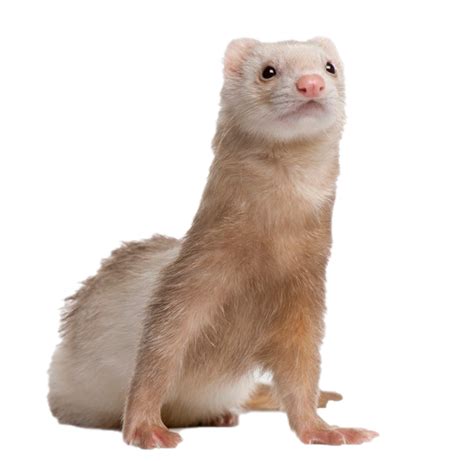 Ferret PNG Picture | PNG All