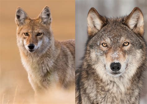 What's the difference between a coyote and a wolf? - defendersblog